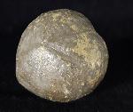 Micraster brevis DESOR in AGASSIZ & DESOR 1847 - Bild © FossNet FossilienStore